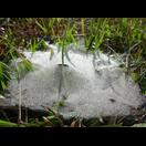 Bei der hohen Luftfeuchtigkeit dauert es lange, bis die Tautropfen aus dem Spinnennetz verdunstet sind